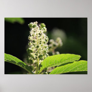 Beautiful White Pokeweed Plant Flowers Poster