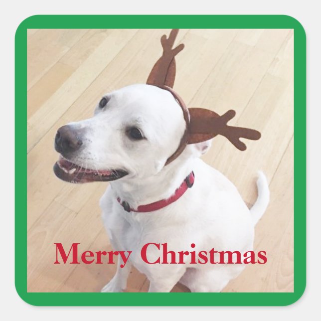 Beautiful White Reindeer Dog Christmas Green Square Sticker (Front)