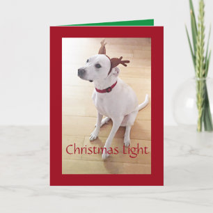 Beautiful White Reindeer Dog Red Christmas  Holiday Card