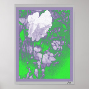 BEAUTIFUL WHITE ROSE ART PRINT 18 X 24