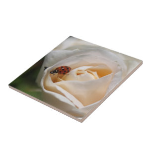 beautiful white rose flower and ladybug tile