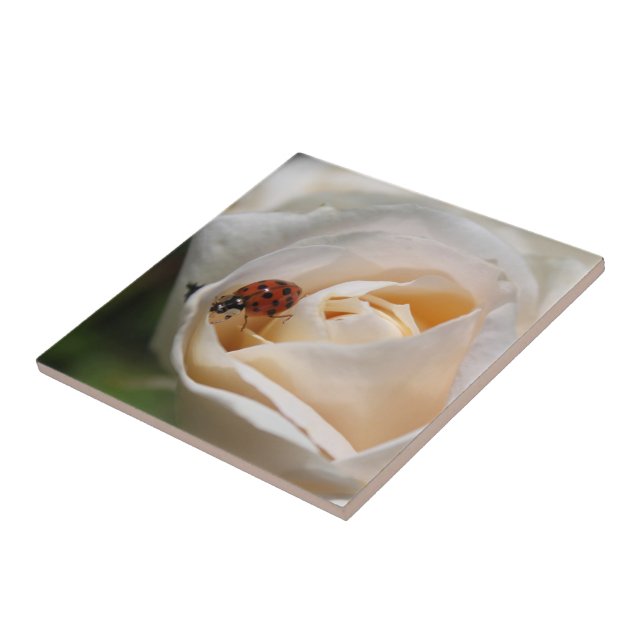 beautiful white rose flower and ladybug tile (Side)