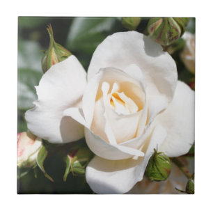 beautiful white rose flower. love and romance tile
