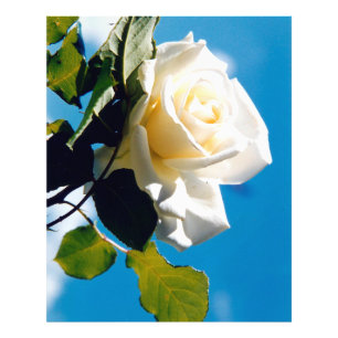 Beautiful White rose Photo Print