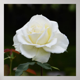 Beautiful white rose poster