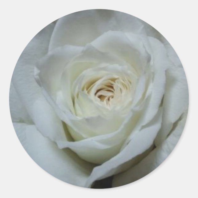 Beautiful white rose sticker (Front)