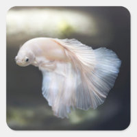 Beautiful White Siamese Betta Fighting Fish