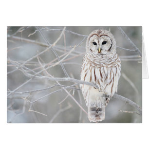 Beautiful White Snow Owl Design