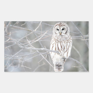 Beautiful White Snow Owl Design Rectangular Sticker