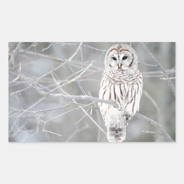 Beautiful White Snow Owl Design Rectangular Sticker (Front)