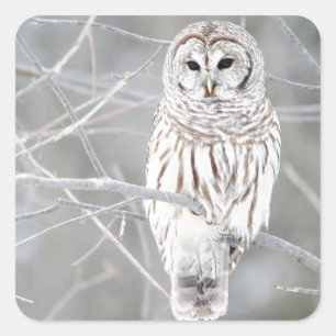 Beautiful White Snow Owl Design Square Sticker