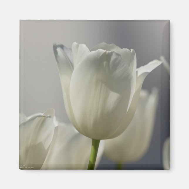 Beautiful White Spring Tulips Magnet (Front)
