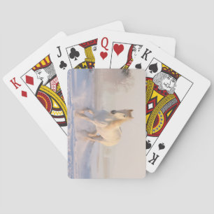 Beautiful White Stallion Running Through the Snow Playing Cards