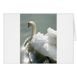Beautiful white swan