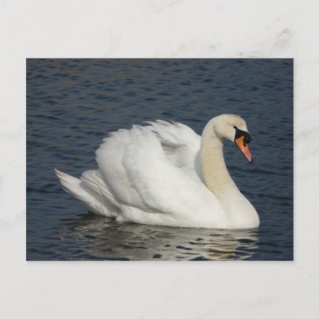 Beautiful white swan in water postcard (Front)