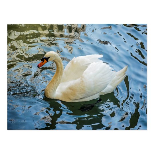 Beautiful white swan postcard