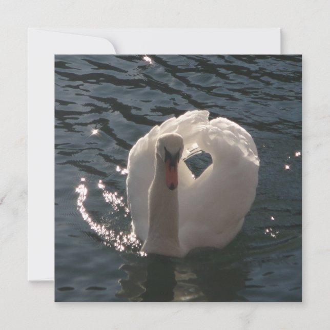 Beautiful white swan throw pillow (Front)