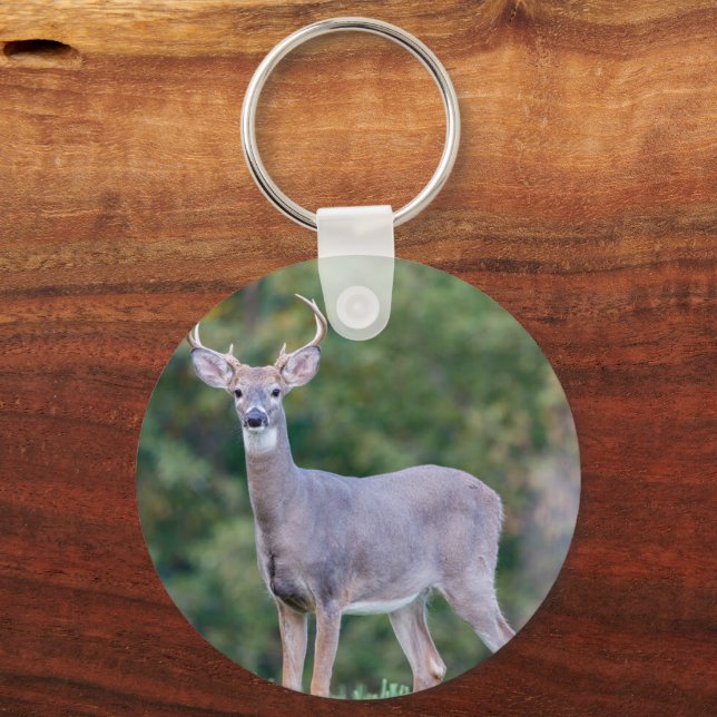 Beautiful White-tailed Buck Deer in Field   Key Ring (Front)