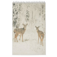 Beautiful White Tailed Deer