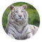 Beautiful White Tiger Photo