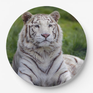 Beautiful White Tiger Photo Paper Plate