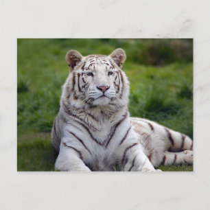 Beautiful White Tiger Photo Postcard