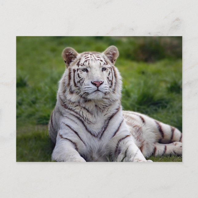 Beautiful White Tiger Photo Postcard (Front)