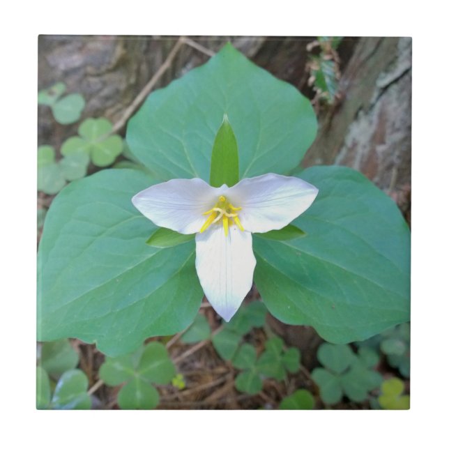 Beautiful White Trillium Flower in the Forest Ceramic Tile (Front)