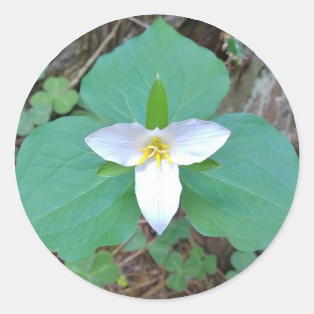 Beautiful White Trillium Flower in the Forest Classic Round Sticker (Front)