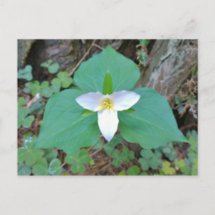 Beautiful White Trillium Flower in the Forest Postcard