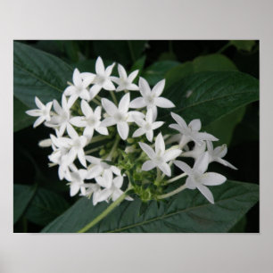 Beautiful White Tropical Flowers Print