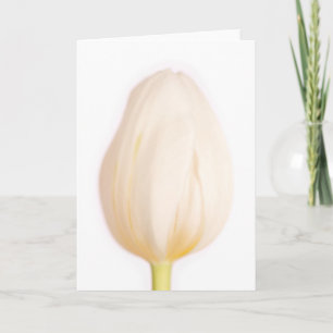 Beautiful White Tulip Greeting Card