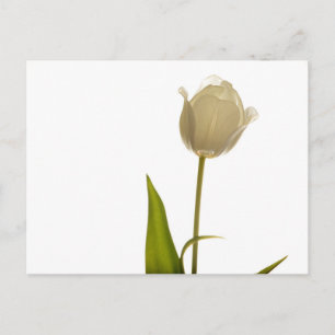 Beautiful white tulip on white background postcard