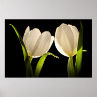 Beautiful White Tulips on black Background
