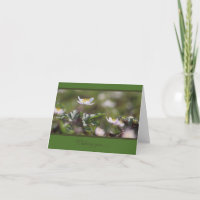Beautiful White Wood Anemones
