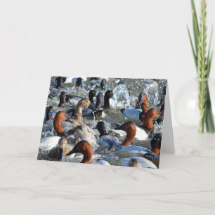 Beautiful Wild Ducks - Canvasbacks and Scaup Card