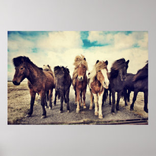 Beautiful wild horses poster