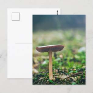 Beautiful wild mushroom in an autumn field postcard