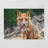 Beautiful wild red fox sitting on stones