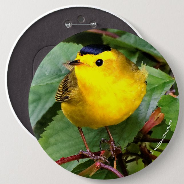 Beautiful Wilson's Warbler in the Cherry Tree 6 Cm Round Badge (Front & Back)
