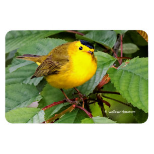 Beautiful Wilson's Warbler in the Cherry Tree Magnet