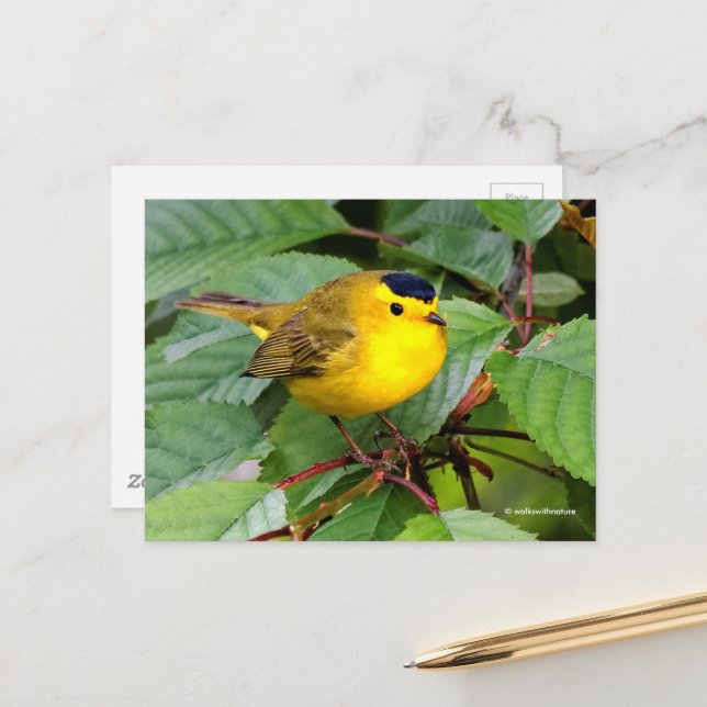 Beautiful Wilson's Warbler Songbird in Cherry Tree Postcard (Front/Back In Situ)