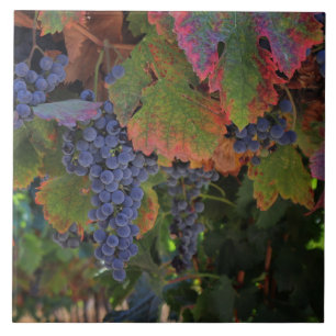 Beautiful Wine Grapes Art Ceramic Tile