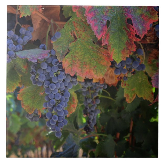Beautiful Wine Grapes Art Ceramic Tile (Front)