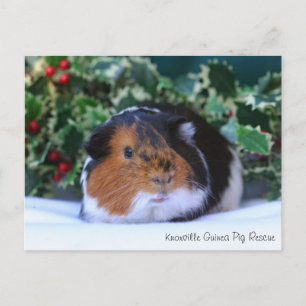 Beautiful Winter Guinea Pig Postcard