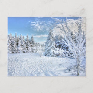 Beautiful Winter Snow Forest Scene Postcard
