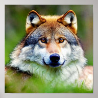 Beautiful Wolf head Painting