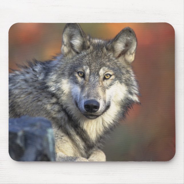 Beautiful Wolf Mouse Pad (Front)