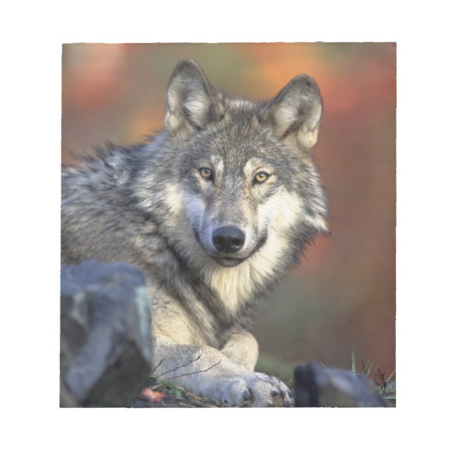 Beautiful Wolf Notepad (Front)