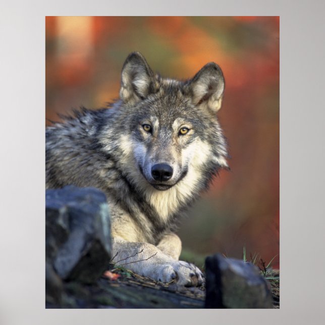 Beautiful Wolf Poster (Front)